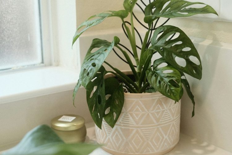 Potted plant on a bathroom sink, an easy southwestern bathroom detail